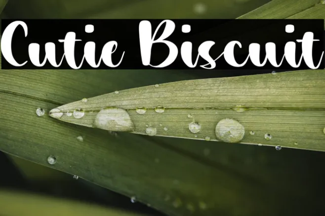 Cutie Biscuit Example 1