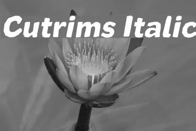Cutrims Italic フォント examples