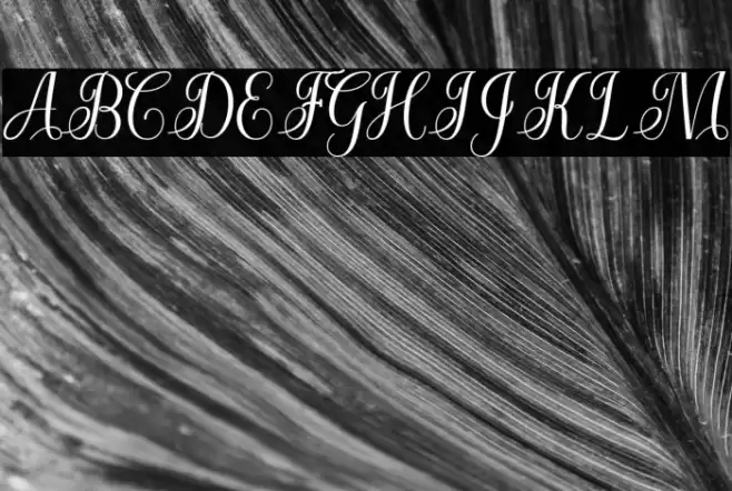 CuttauriScript Font examples