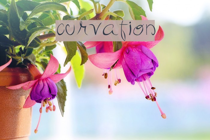 curvation Font examples