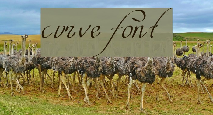 curve font Font examples