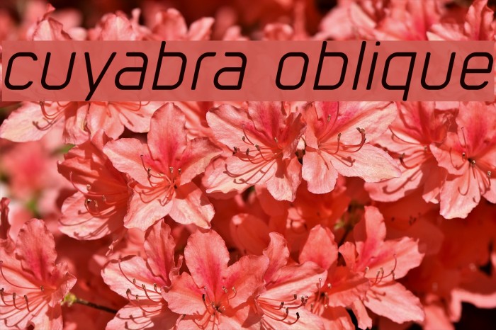 cuyabra oblique Font examples