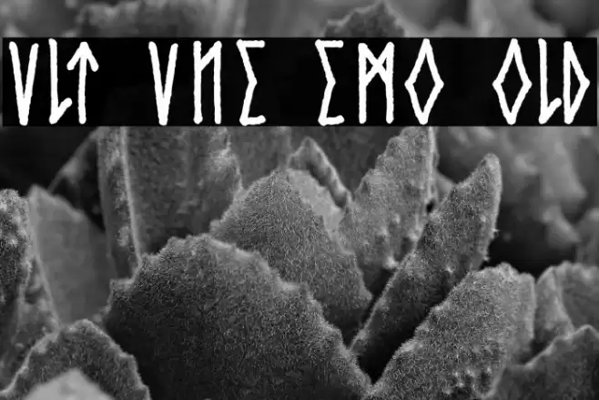 Cvlt Rvne Demo Bold Font examples