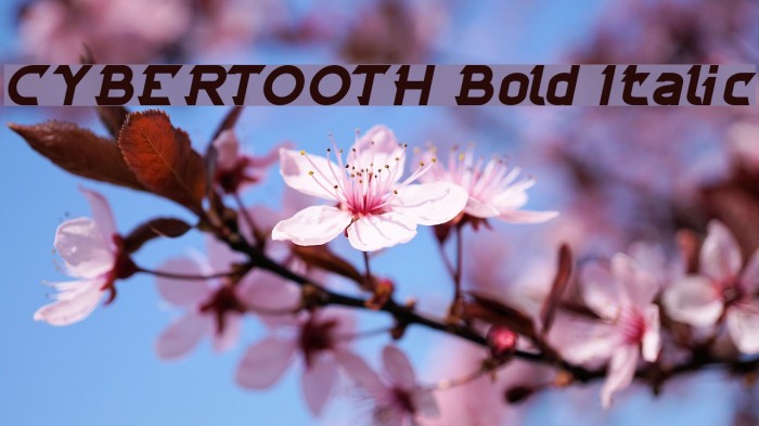 CYBERTOOTH Bold Italic Font examples