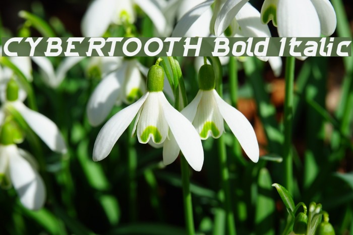 CYBERTOOTH Bold Italic Font examples