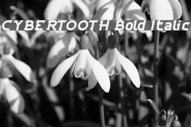 CYBERTOOTH Bold Italic Font examples