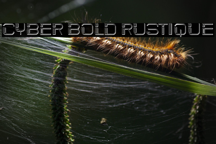 Cyber Bold Rustique Example 2
