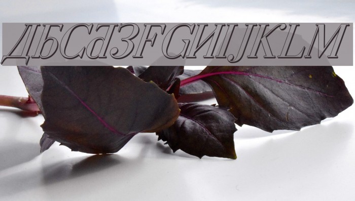 Cyberia Shadow Italic Font examples