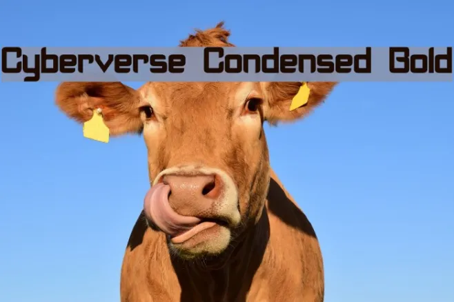 Cyberverse Condensed Bold Example 3