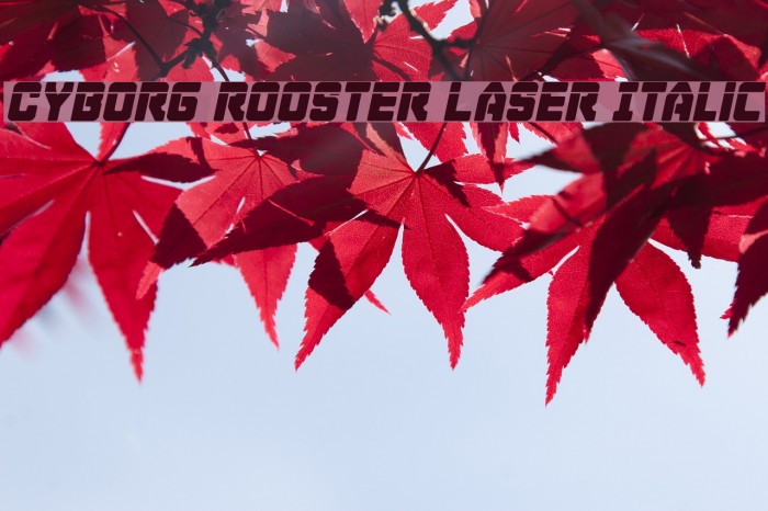 Cyborg Rooster Laser Italic Example 3