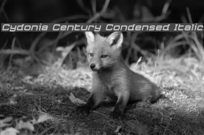 Cydonia Century Condensed Italic Font examples