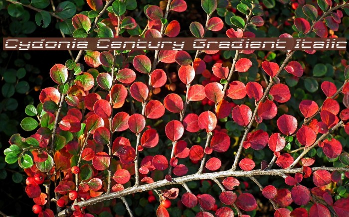 Cydonia Century Gradient Italic Font examples
