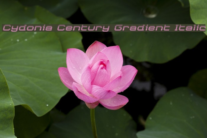 Cydonia Century Gradient Italic Font examples
