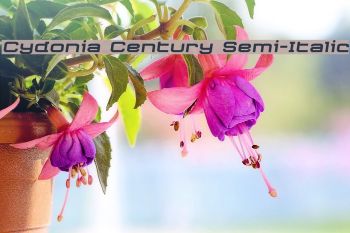 Cydonia Century Semi-Italic Example 1
