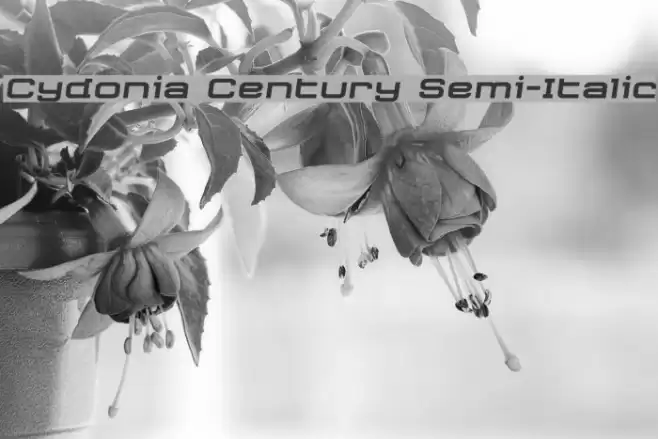 Cydonia Century Semi-Italic Font examples