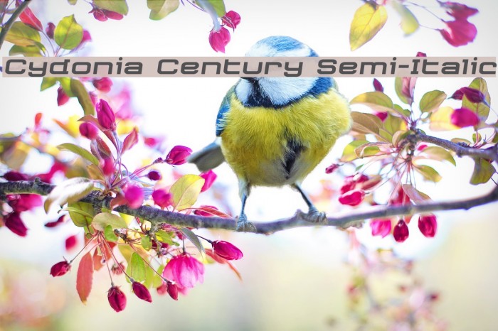 Cydonia Century Semi-Italic Example 2