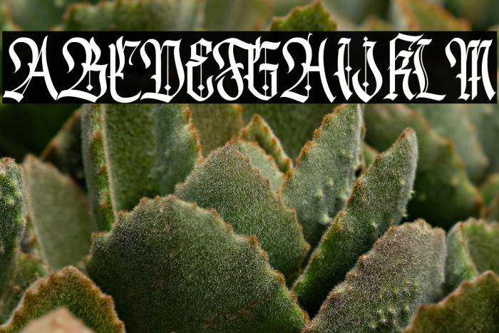 Cydonia Regular Example 2