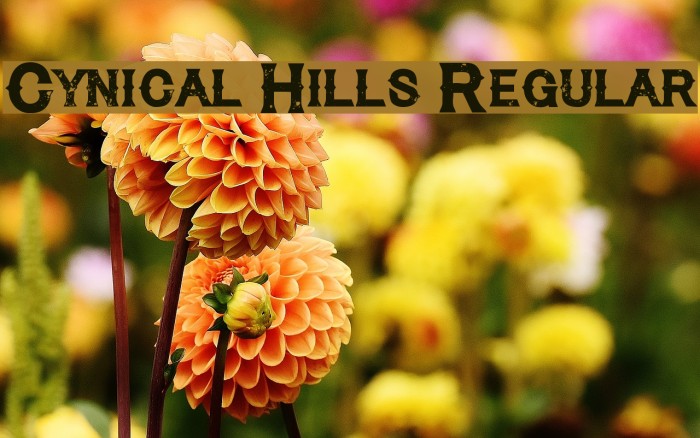 Cynical Hills Regular Font examples