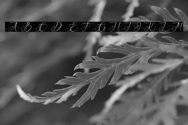 Cynthian Font examples