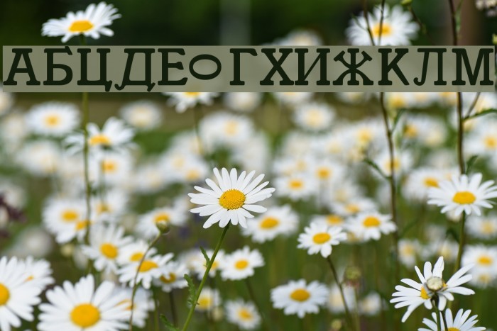 Cyrillic Regular Font examples