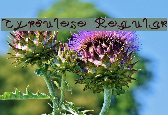 Cyroulese Regular Example 1