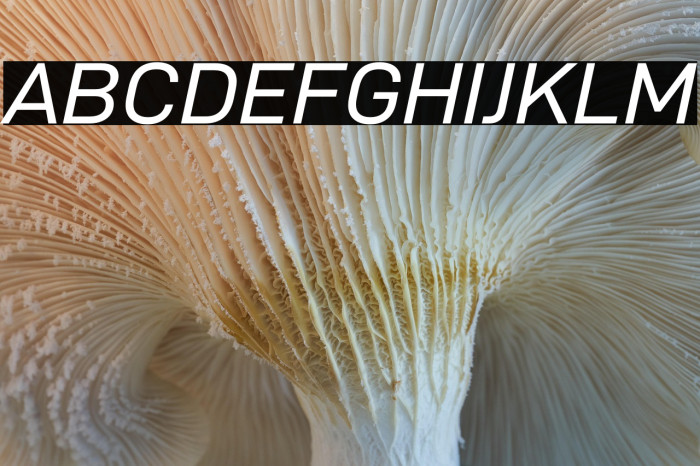 D-DIN Exp Italic Example 3