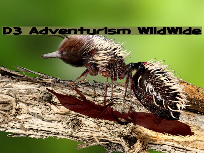 D3 Adventurism WildWide Font examples