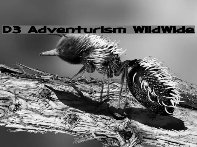 D3 Adventurism WildWide Шрифта examples