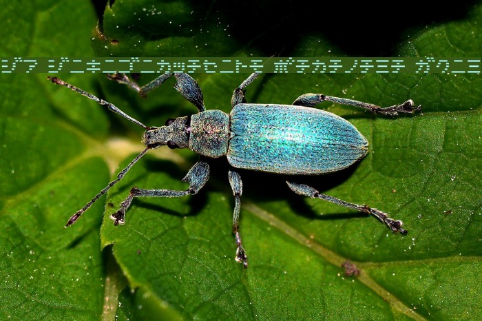 D3 DigiBitMapism Katakana Thin Font examples