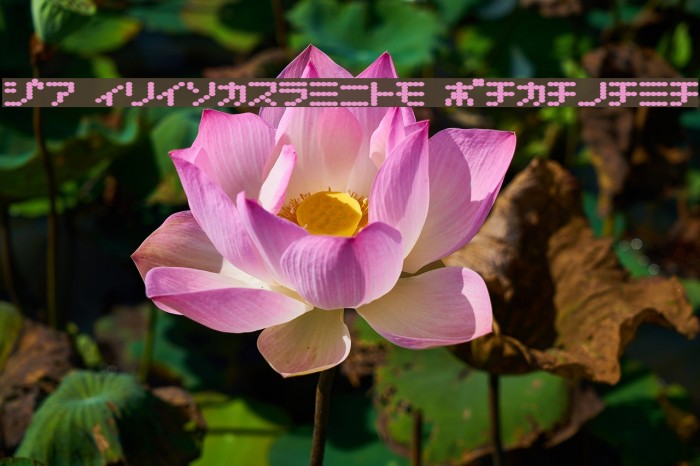 D3 Electronism Katakana Font examples