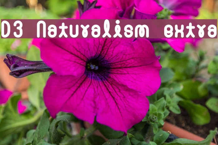 D3 Naturalism extra Font examples