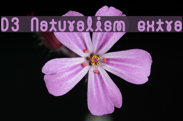 D3 Naturalism extra Font examples