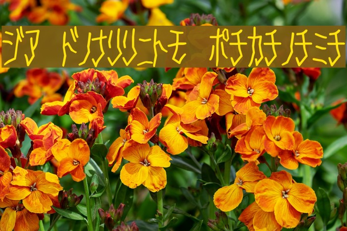 D3 Skullism Katakana Font examples