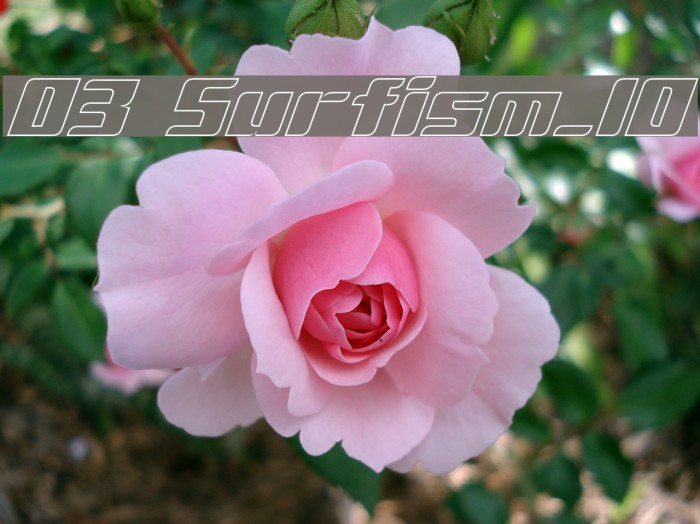 D3 Surfism_IO لخطوط تنزيل examples