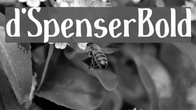 d'SpenserBold Font examples