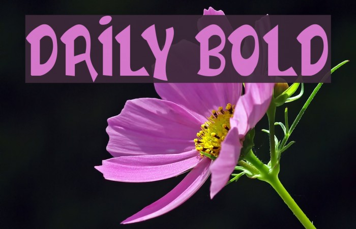 DAILY BOLD Font examples