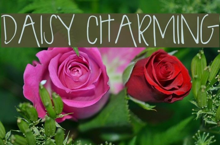 DAISY CHARMING Example 2