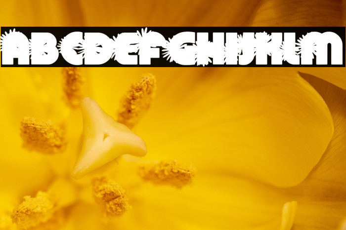 DAISYSPERSONALUSE-Bold Example 1