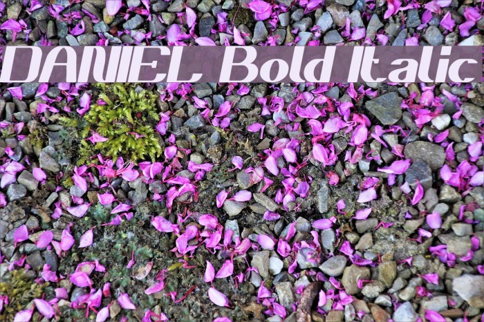 DANIEL Bold Italic Font examples