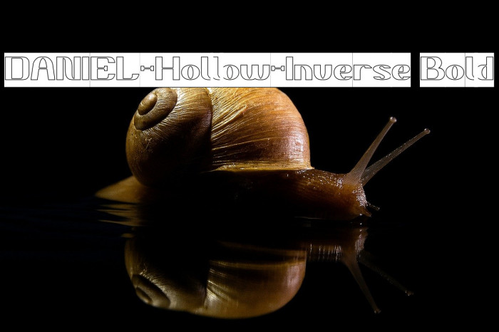 DANIEL-Hollow-Inverse Bold Example 2