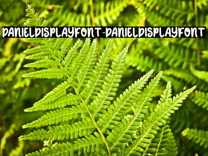 DANIELDISPLAYFONT-DANIELDISPLAYFONT Example 3