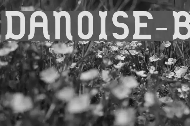 DANOISE-Bold Schriftart examples