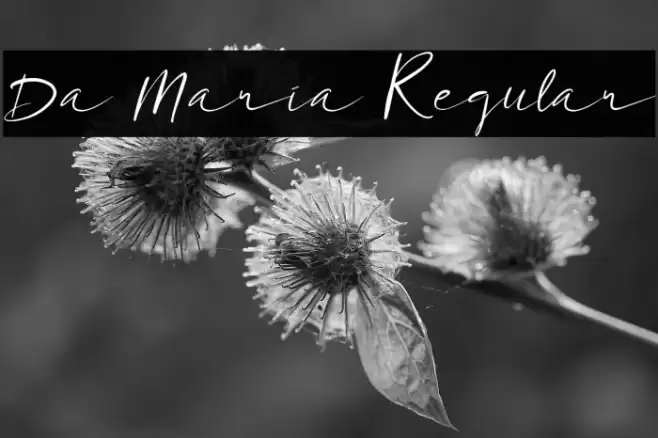 Da Maria Regular Font examples