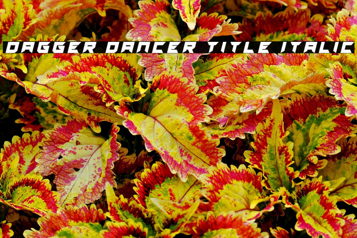 Dagger Dancer Title Italic Example 3
