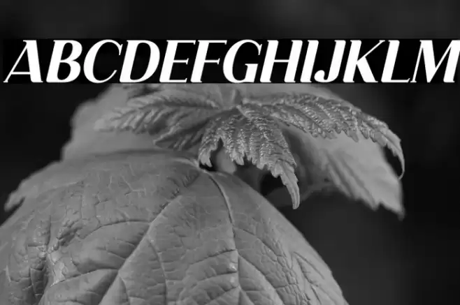 Dahlia Regictik Italic Font examples