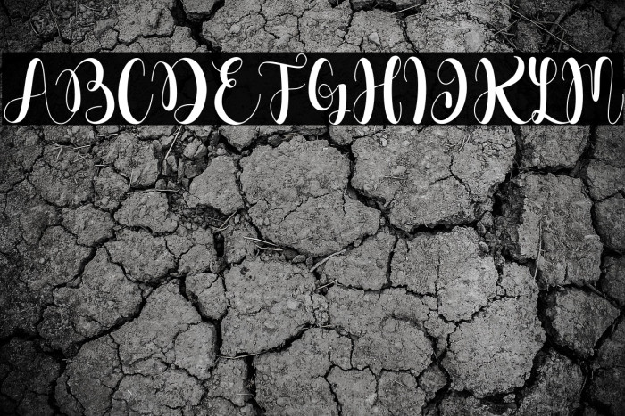 Dahllia Claire Example 2