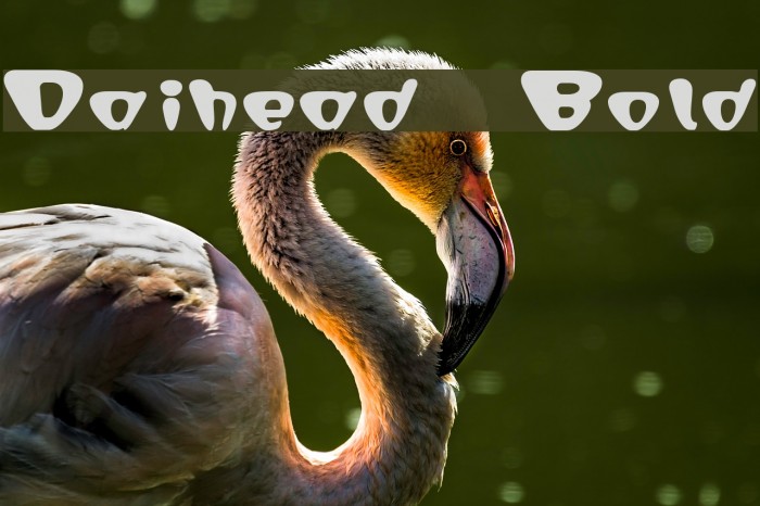 Daihead Bold Font examples