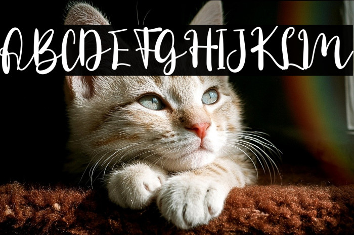 Daily Danissa Example 1