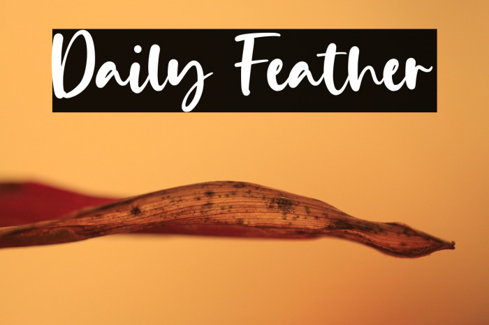Daily Feather Example 3