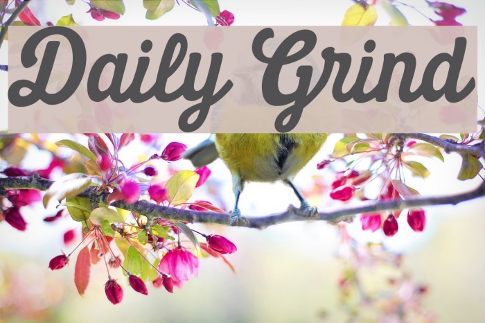 Daily Grind Font examples